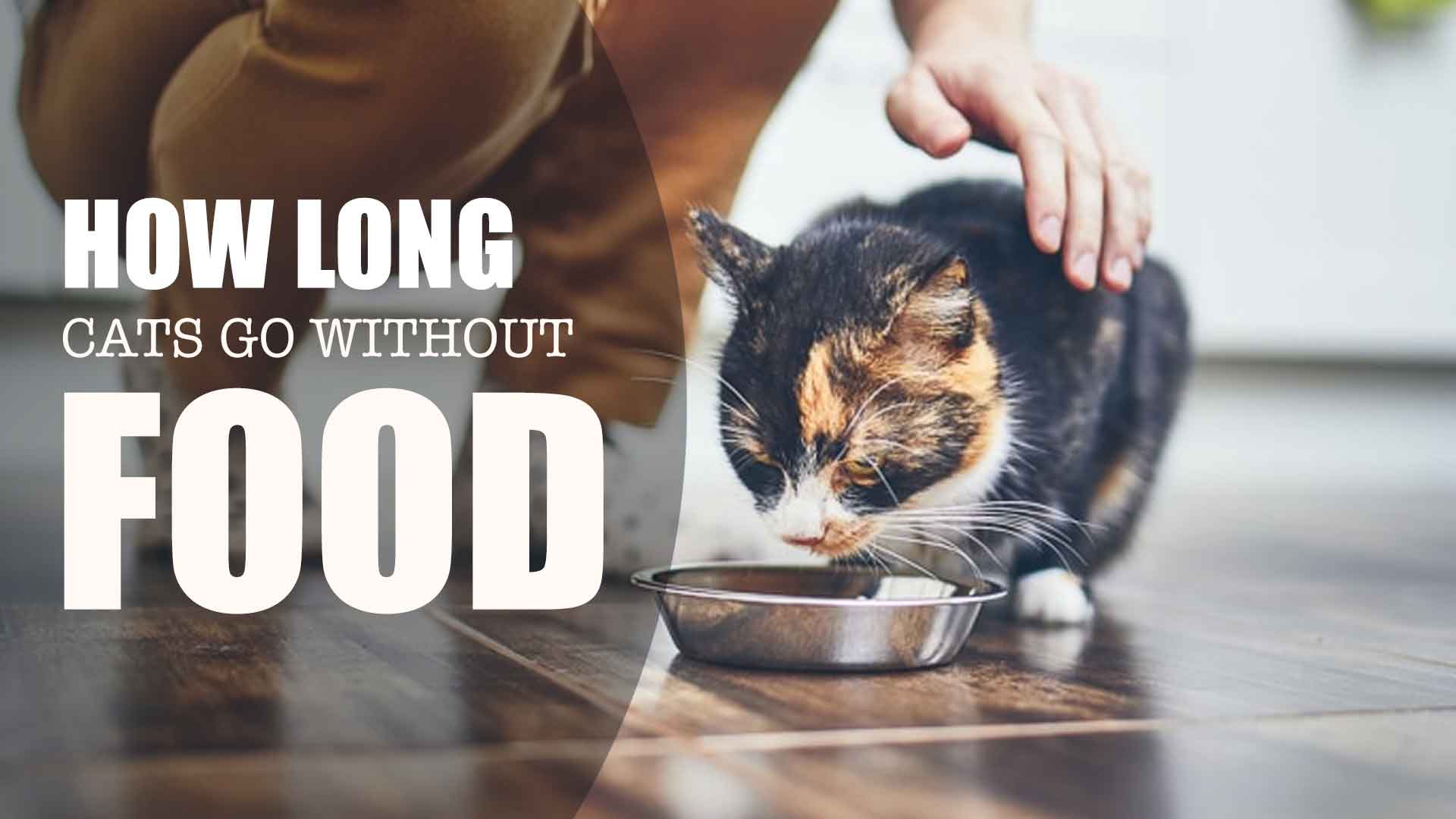 How long can cats go without food